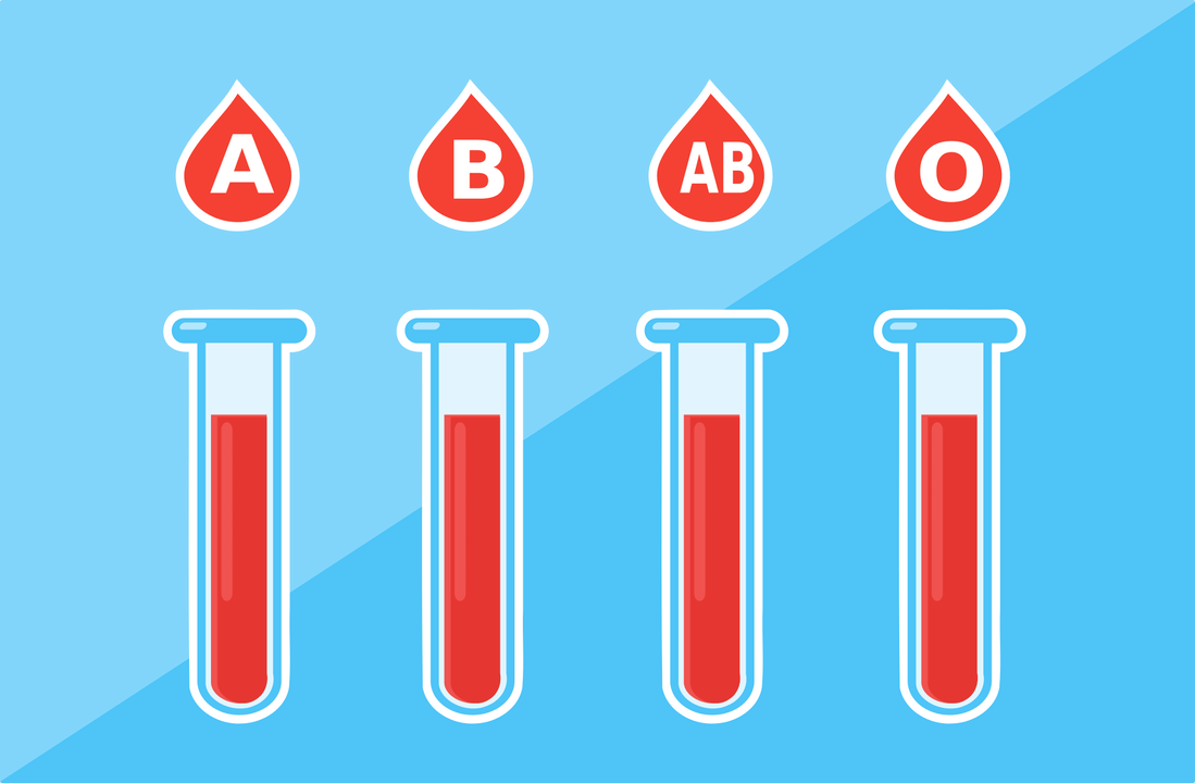 Yra 4 kraujo grupės – A, B, AB, O